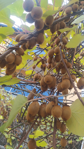 kiwi